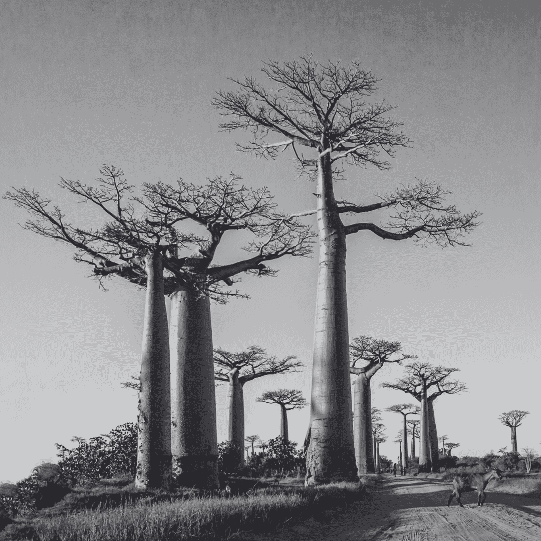 Baobab seed oil featured in Vibrant Invigorating Cleansing Oil