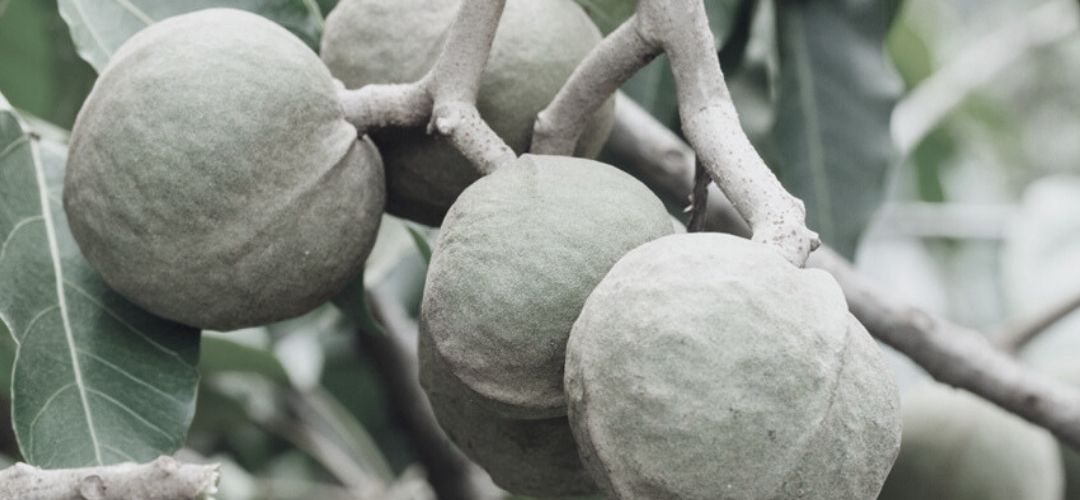 Kukui Nut oil featured in Beloved replenishing Luxury Oleoserum