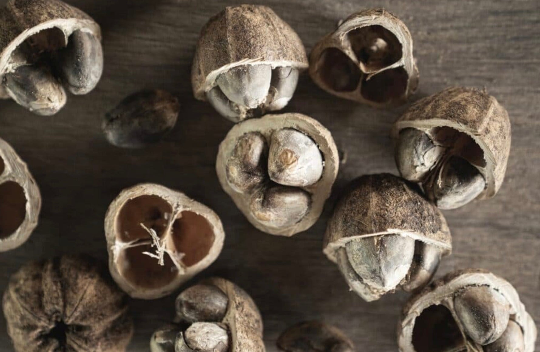 Cacay Nut oil: A Natural Skin Regenerating Ingredient