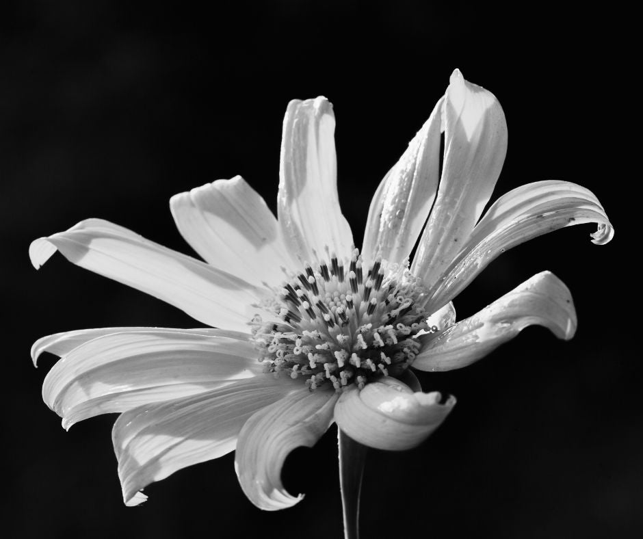 White garden flower in bloom