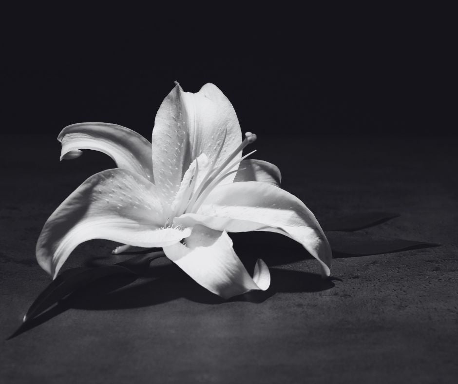 White Lilly flower blooming