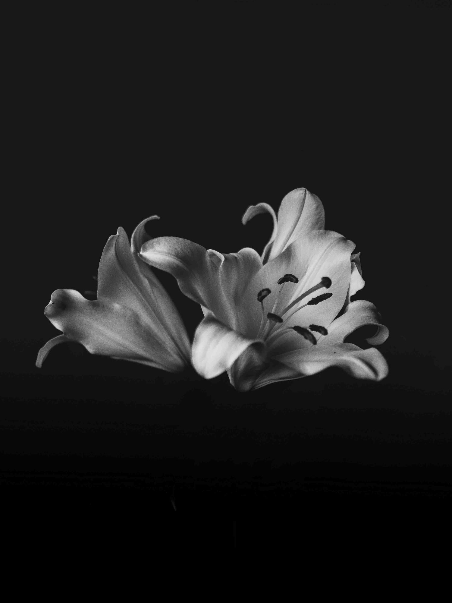 White lilies in bloom