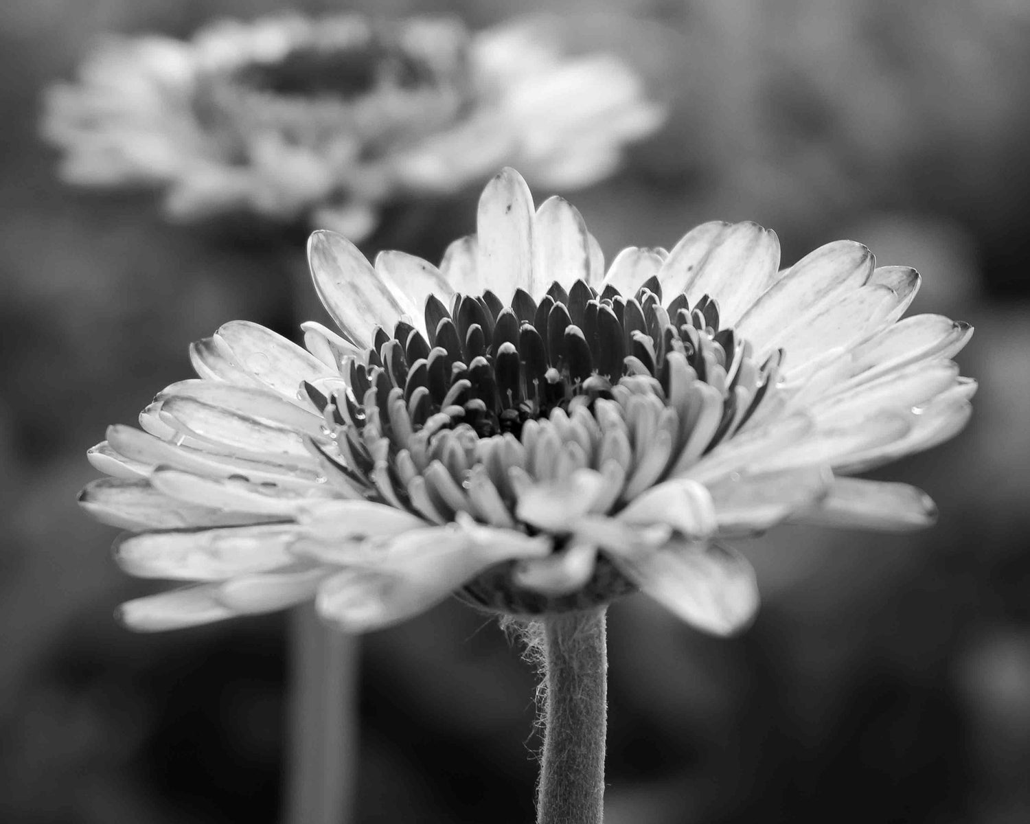 White wild daisy