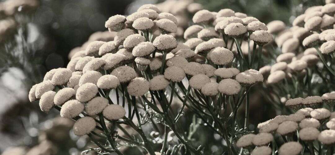 Deep Blue: Why we are in love with Blue Tansy essential oil WHITE  TURTLE  BEAUTY