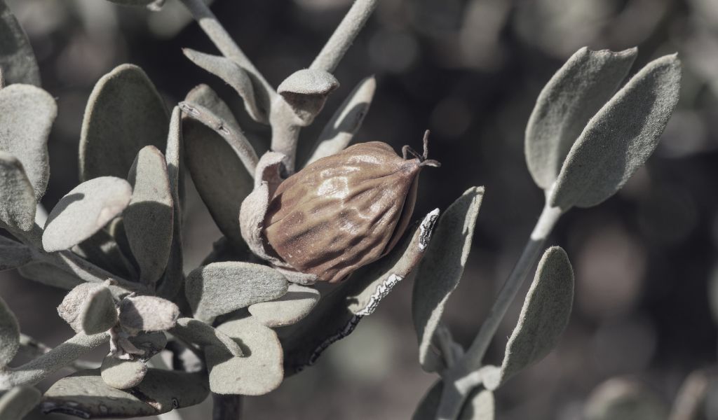 Jojoba Oil: Why it’s The Ultimate Balancing Botanical
