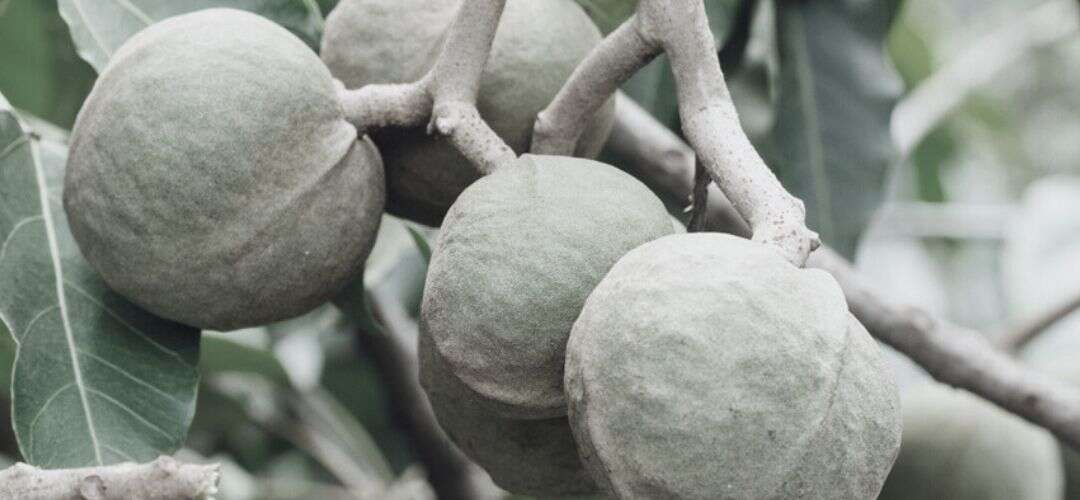 Kukui Nut oil and Skin Health WHITE  TURTLE  BEAUTY