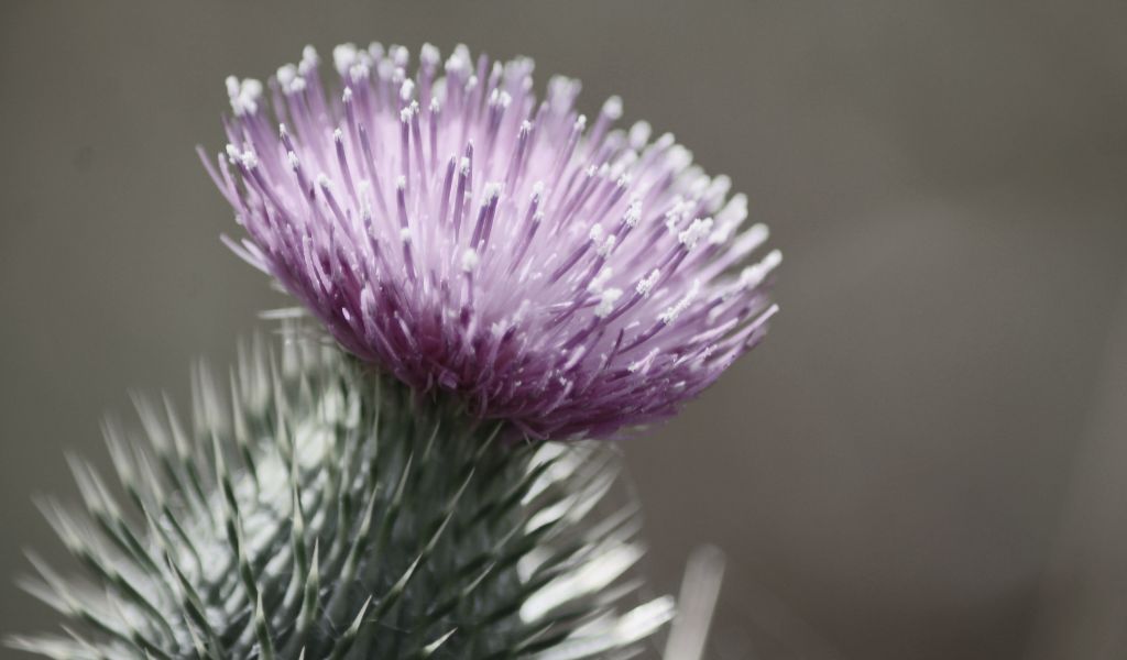 Milk Thistle flower