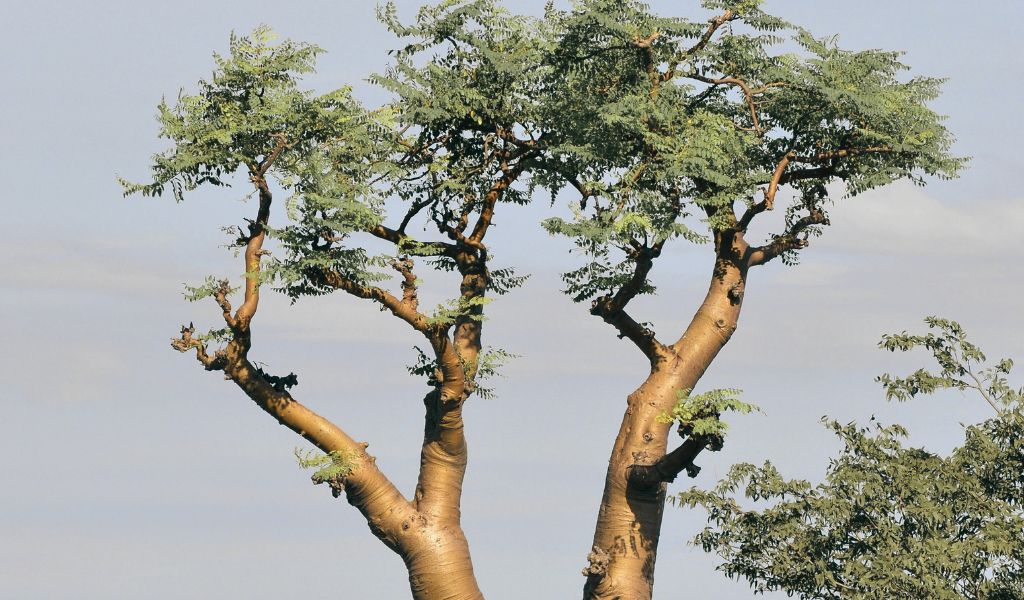 Moringa Oil, the Ancient Elixir of Radiance and Vitality