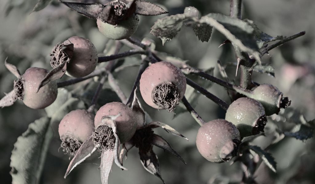 Rosehip buds