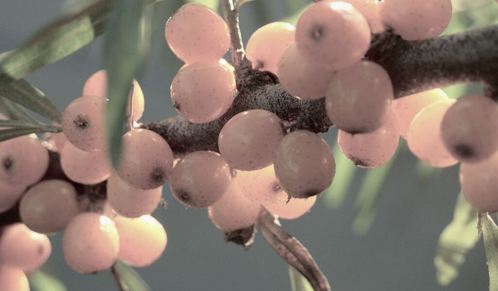 The Radiant Power of Sea Buckthorn Oil