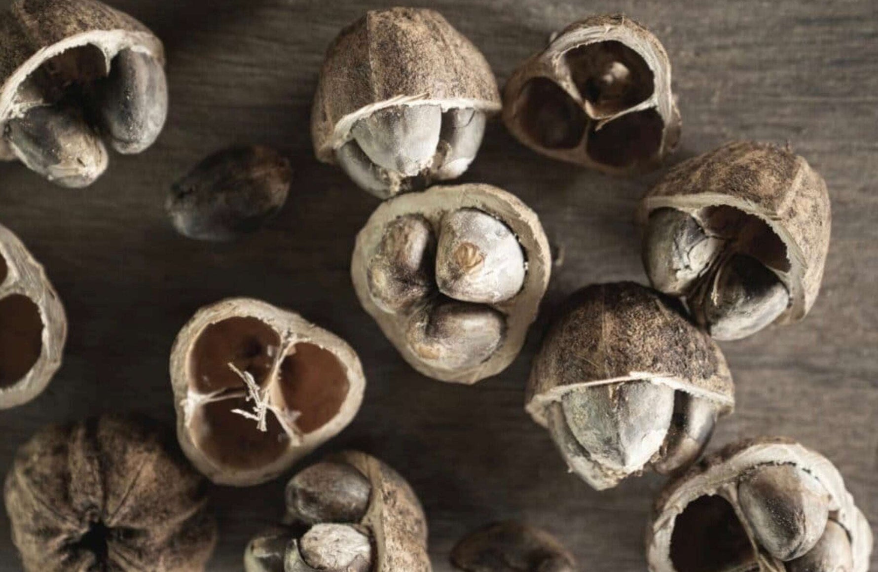 Cacay Nut oil: A Natural Skin Regenerating Ingredient WHITE  TURTLE  BEAUTY