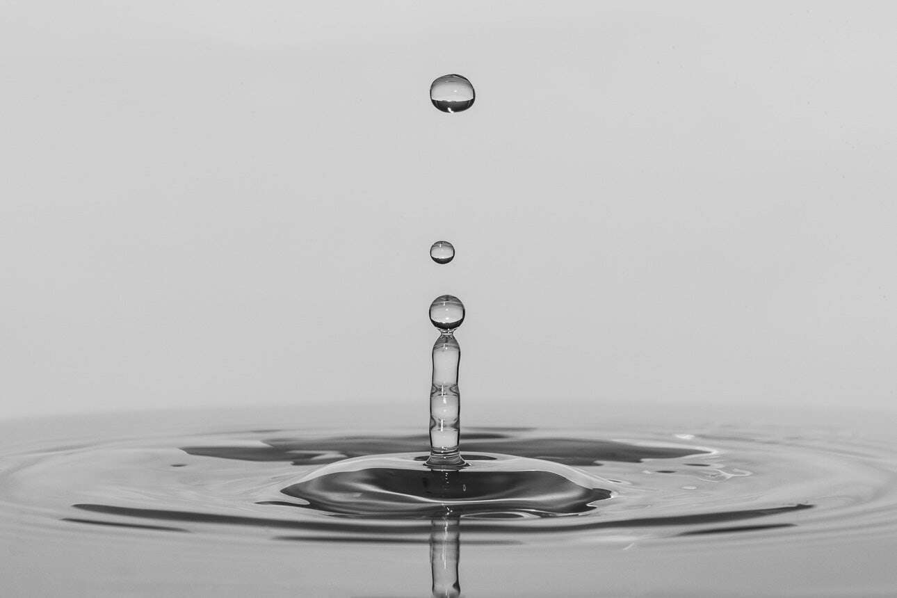 The Synergy of Science and Nature: Unleashing the Power of Nutrient-Dense formulas WHITE  TURTLE  BEAUTY