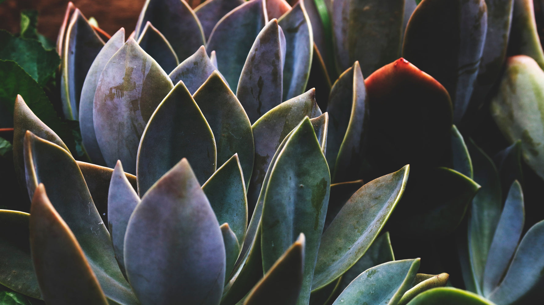 Complex routines keep your nervous system on high alert. See how familiar, biocompatible ingredients allow the skin barrier to repair. 