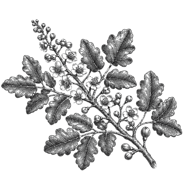 Frankincense branch illustration