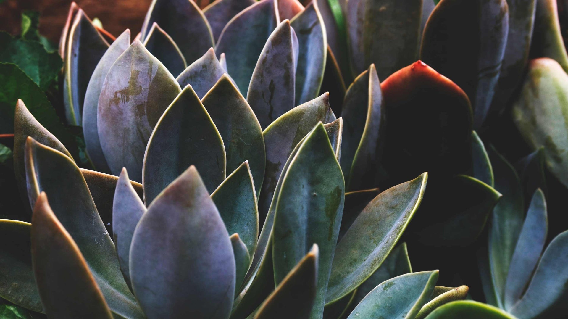 Biocompatible_skincare ingredients for barrier support