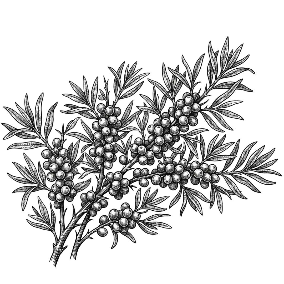 Sea_Buckthorn_fruit