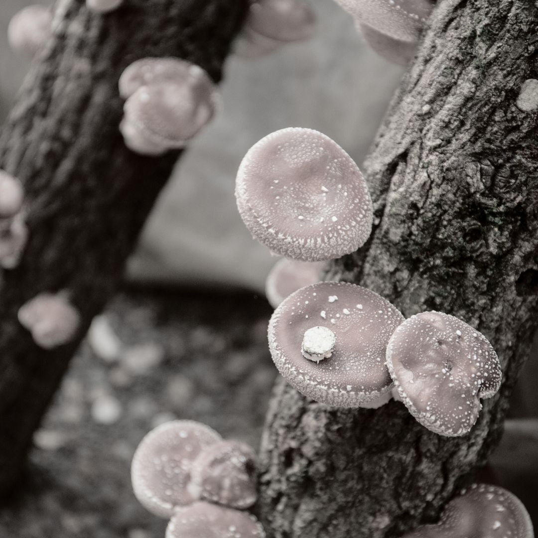 shiitake mushroom