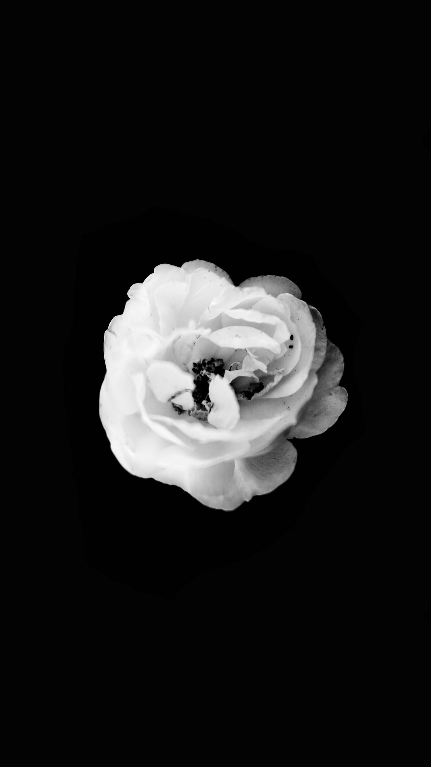 Conscious, simplified beauty. White Rock rose flower