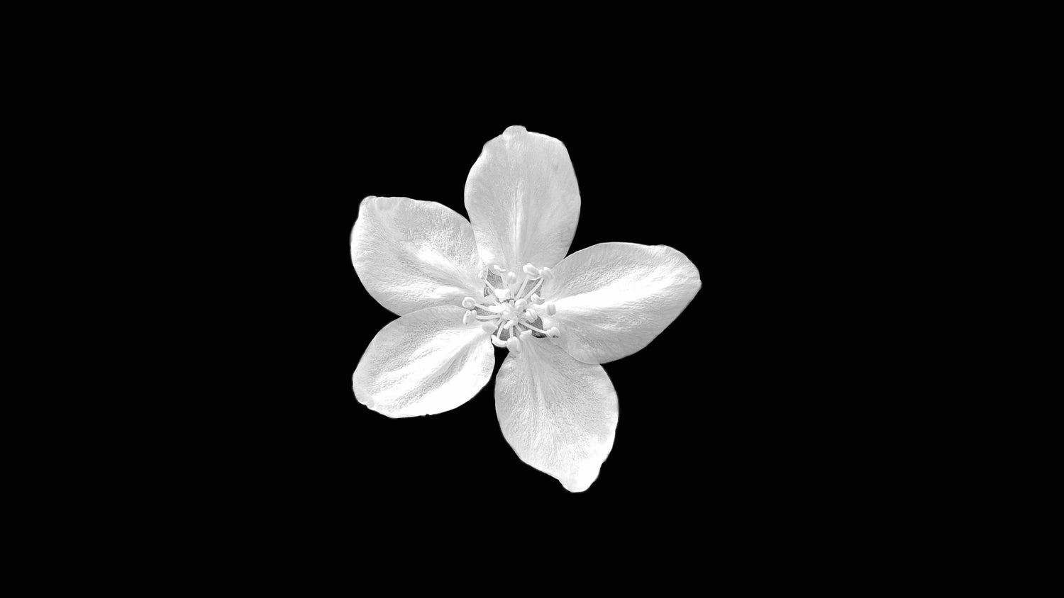 Intentional Beauty - White flower on black background